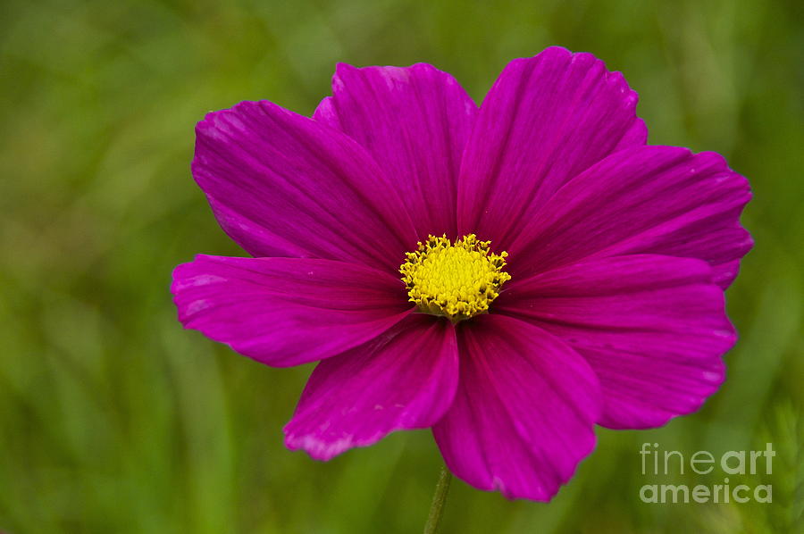 Cosmos Photograph by Sean Griffin