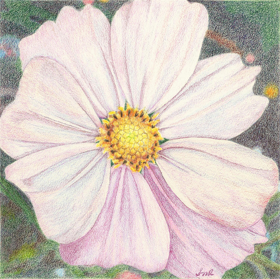 Cosmos Drawing by Sue Lohse Fine Art America