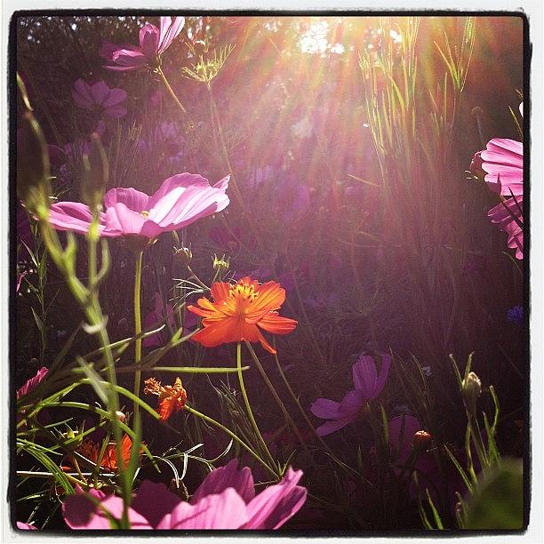 Cosmos sunshine Photograph by Gracie Noodlestein