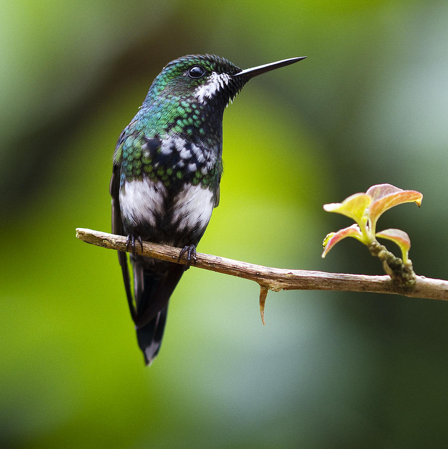 Costa Rica Hummingbird Photograph by Carrie Cranwill