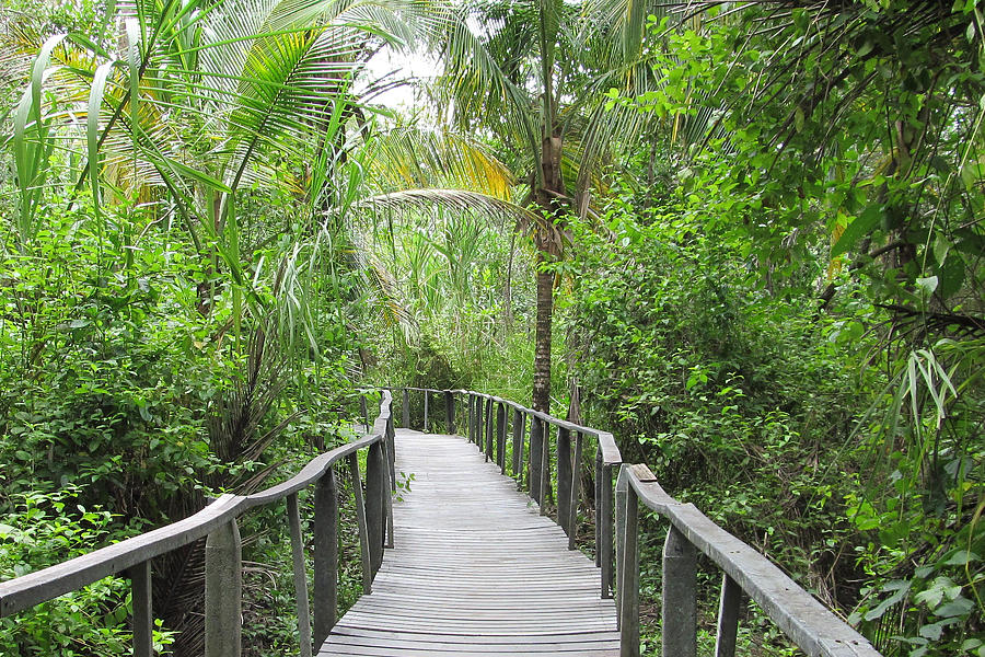 Costa Rica Jungle Boardwalk Bridge Photograph by Dorcas Collazo Paden ...