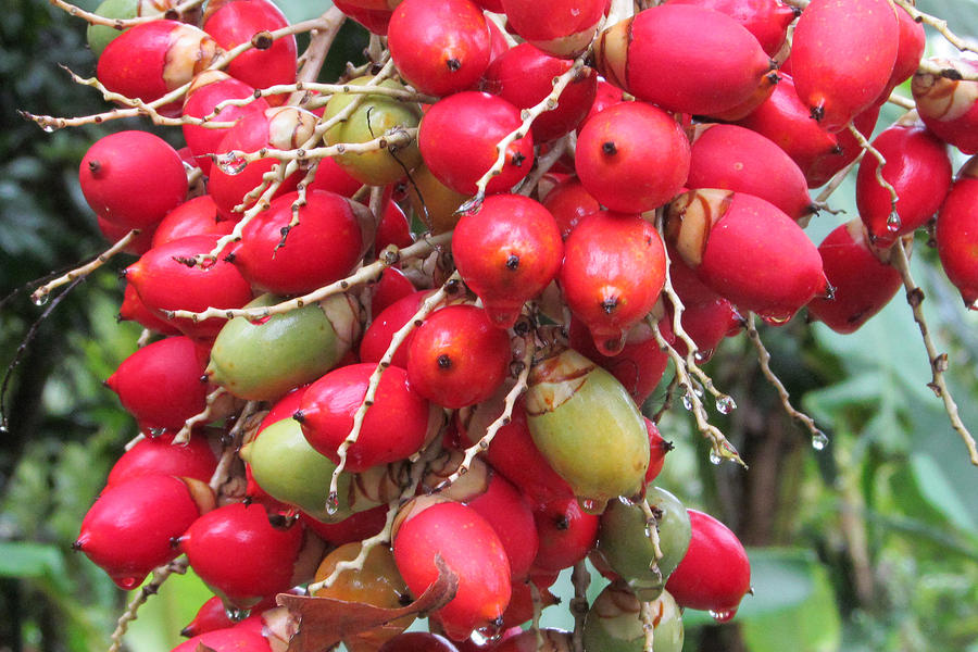 Costa Rica red berries Photograph by Dorcas Collazo Paden - Fine Art ...