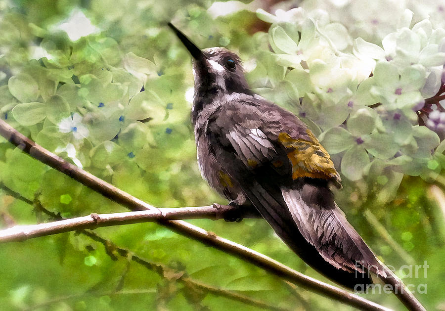 Costa Rican Hummingbird  Photograph by Elaine Manley