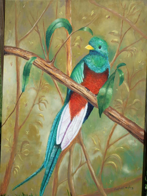 Costa Rican Quetzal Painting by Raphael De Luz | Fine Art America
