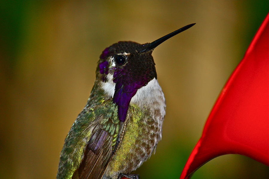 Costas Hummingbird Photograph by Diana Hatcher