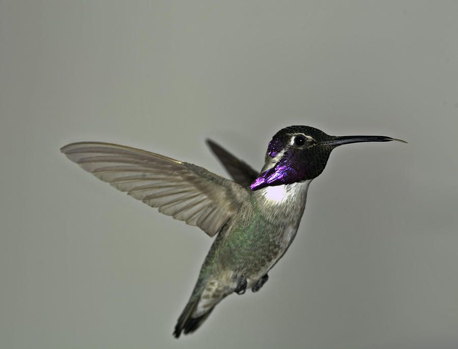Costas Hummingbird Photograph by Gregory Scott
