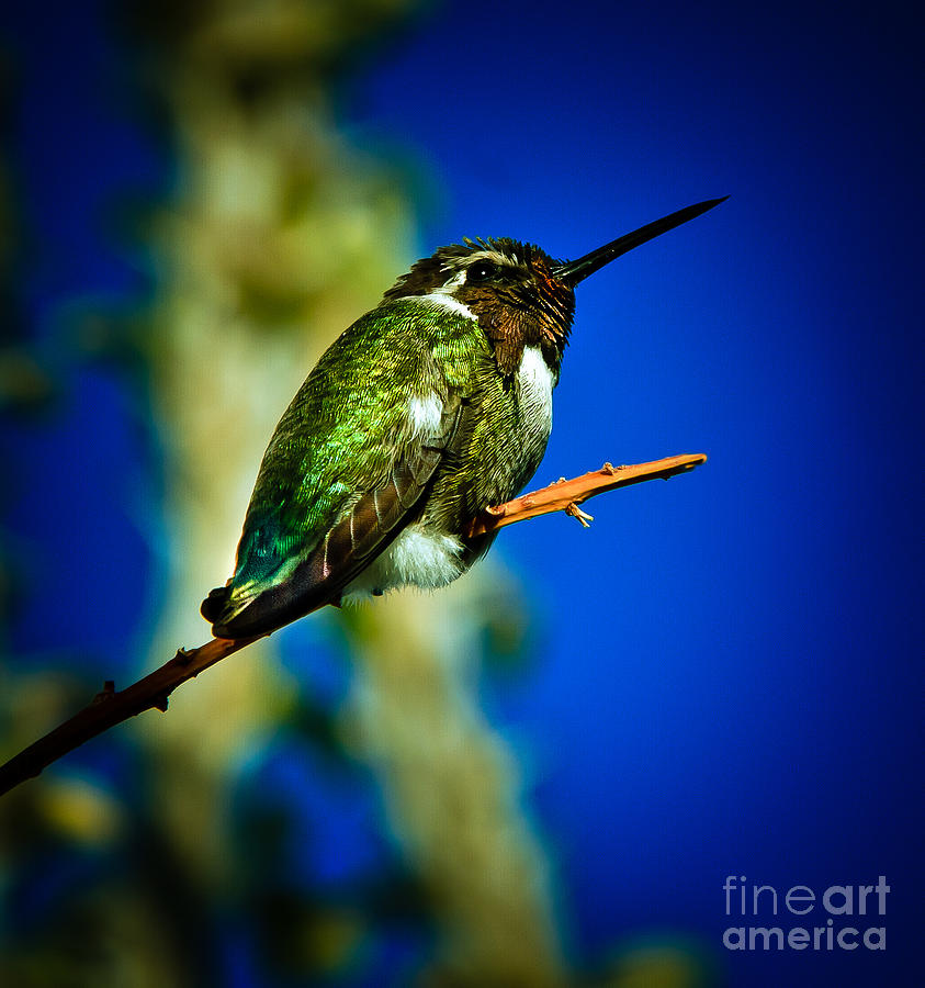 Costas Hummingbird Photograph by Robert Bales