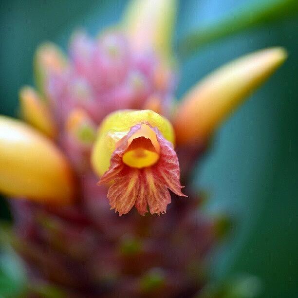 Flowers Still Life Photograph - Costus Curvibracteatus green by Zaqqy J
