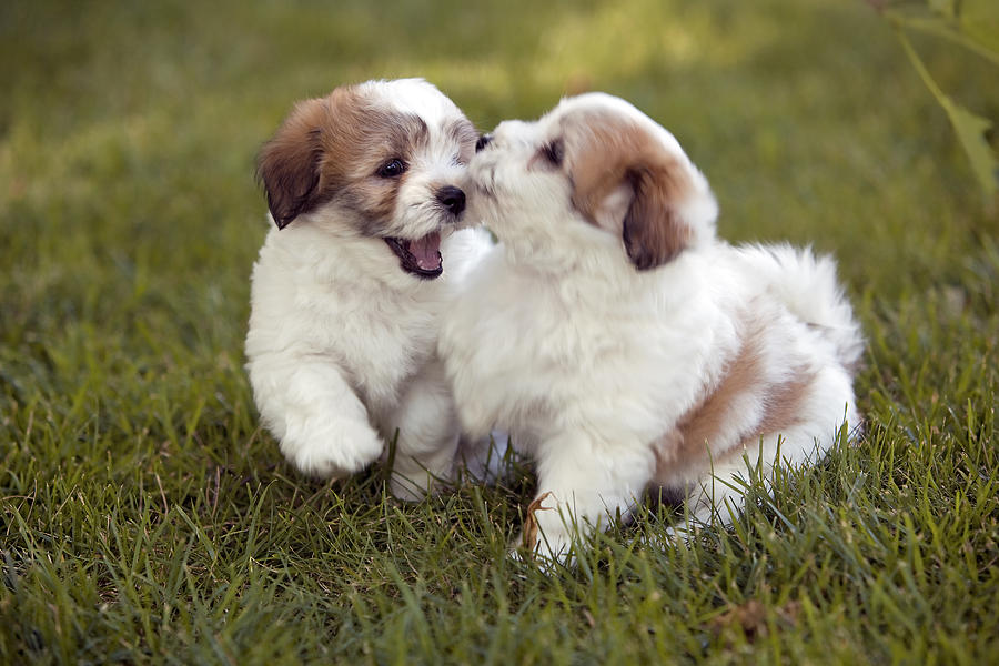 cute coton de tulear puppies