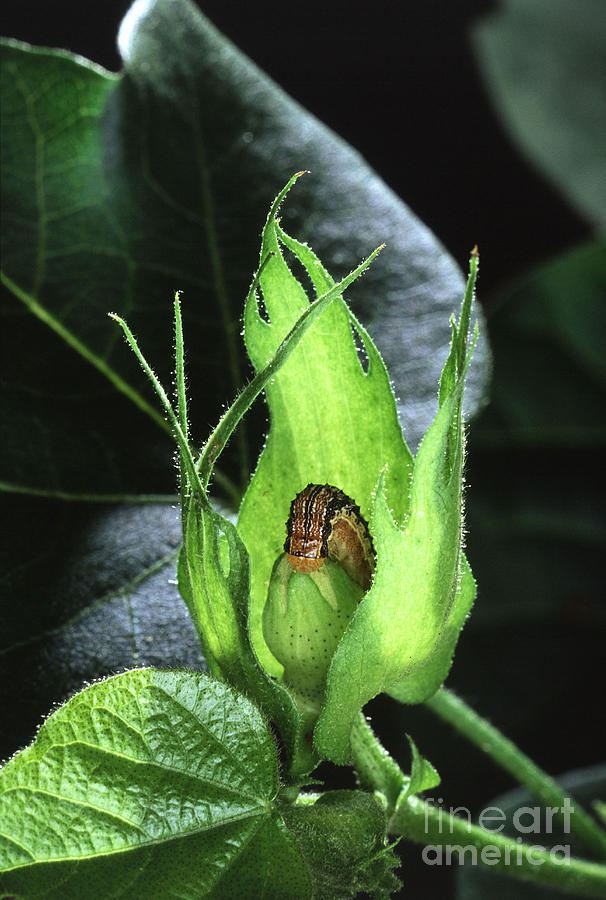 Cotton Bollworm Photograph by Science Source