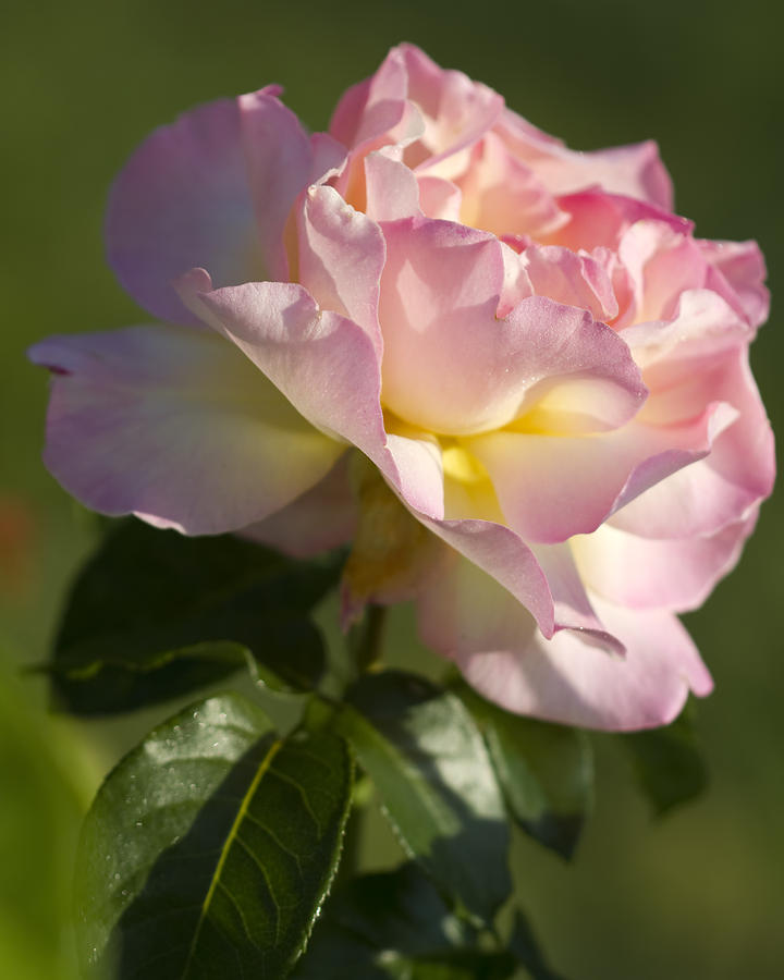 Flower Photograph - Cotton Candy Pink Peace Rose by Kathy Clark