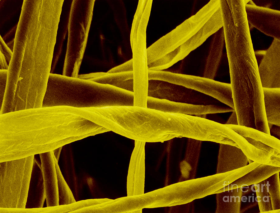 Cotton Fibers Photograph by Science Source