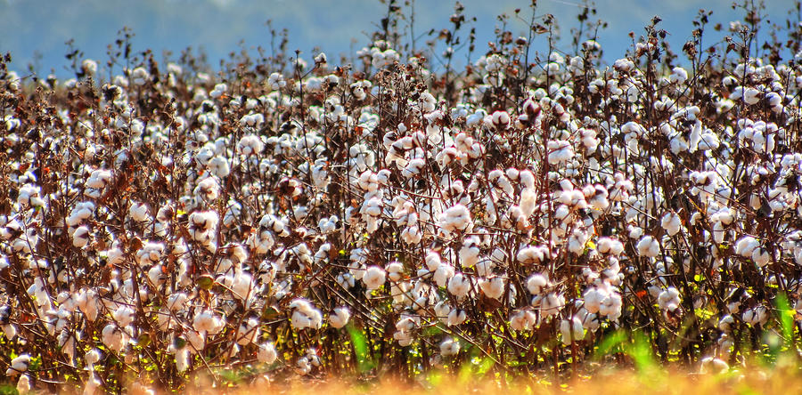 Cotton Field Photograph by Ester McGuire