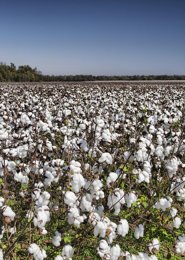Cotton in Limestone County Photograph by Kathy Clark