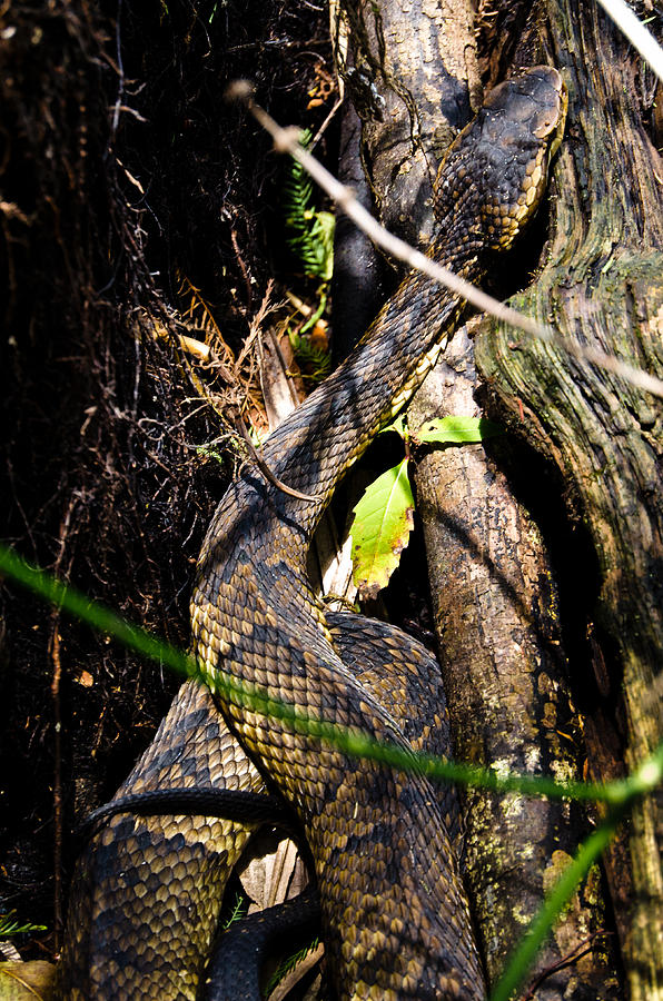 Cotton Mouth Snake Photograph by Mike Rivera - Fine Art America