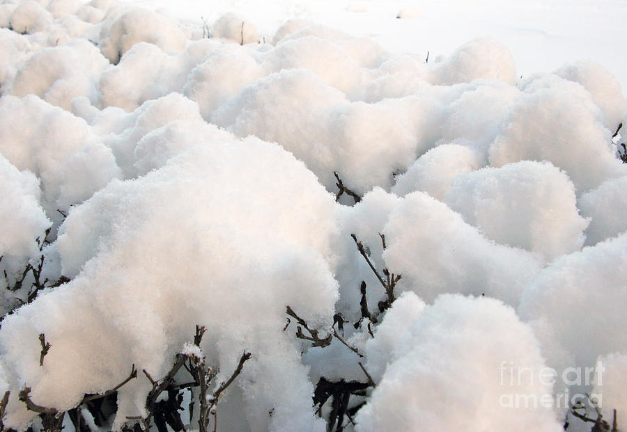 Winter Photograph - Cotton. Not. by Ausra Huntington nee Paulauskaite