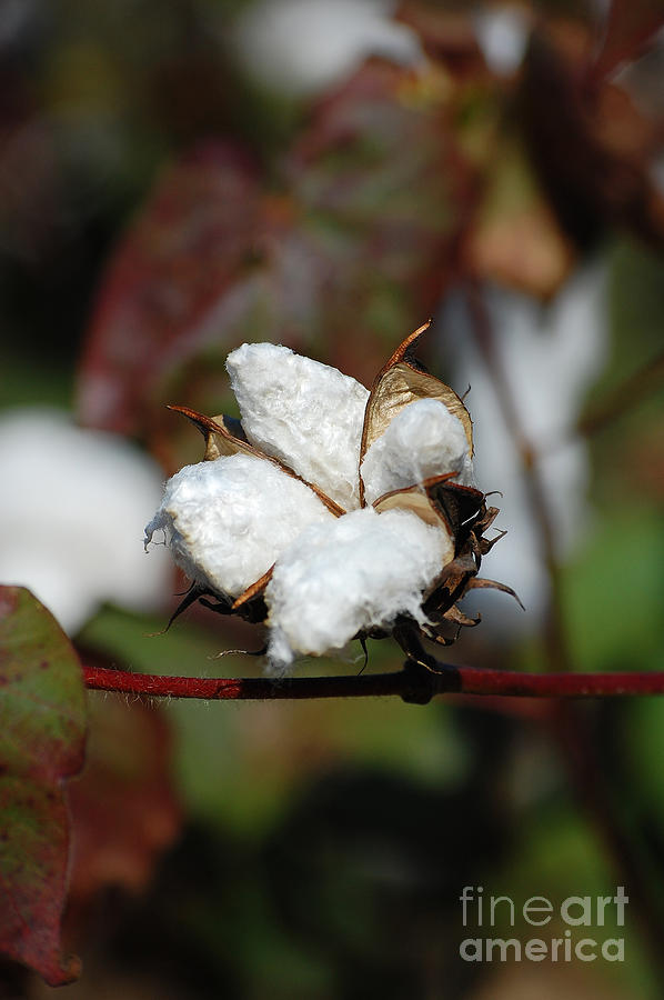 Cotton Photograph - Cotton Pod 3 by Robert Meanor