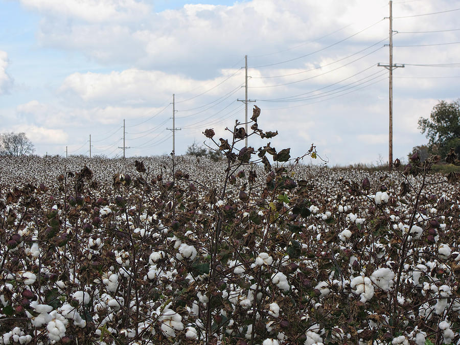 Cotton Ready For Harvest In Alabama Photograph by Kathy Clark