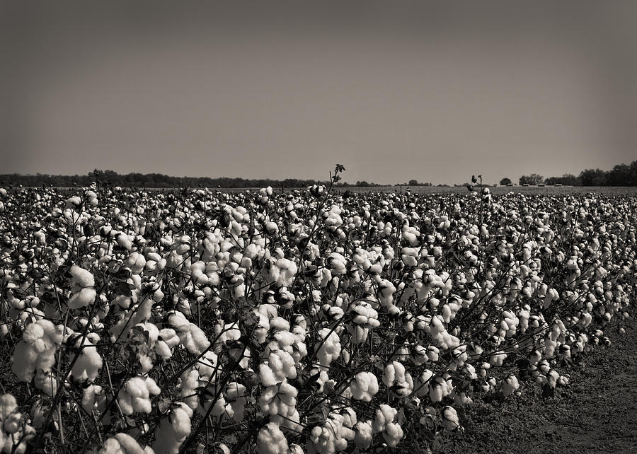 Cotton The Heart Of Dixie Photograph by Kathy Clark