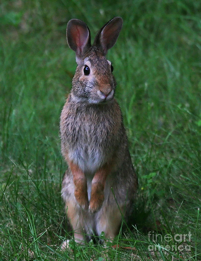Cottontail Photograph by Clare VanderVeen