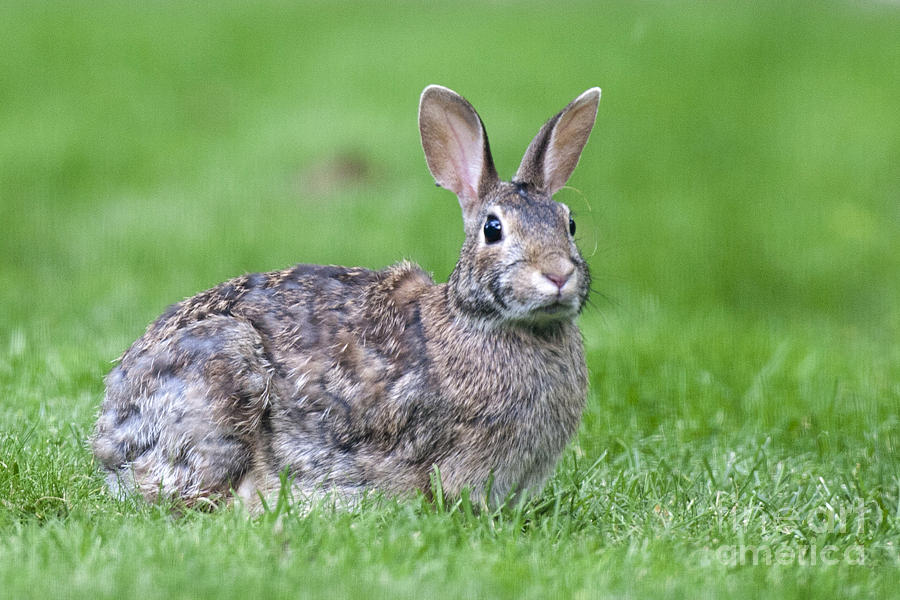 Cottontail Rabbit Photograph by Alan Look