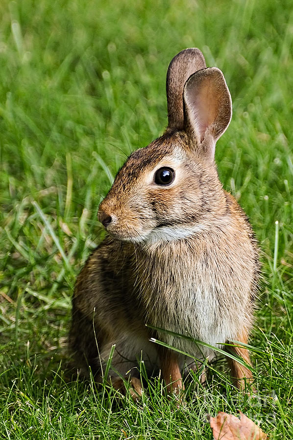Cottontail Rabbit Photograph by Jean A Chang
