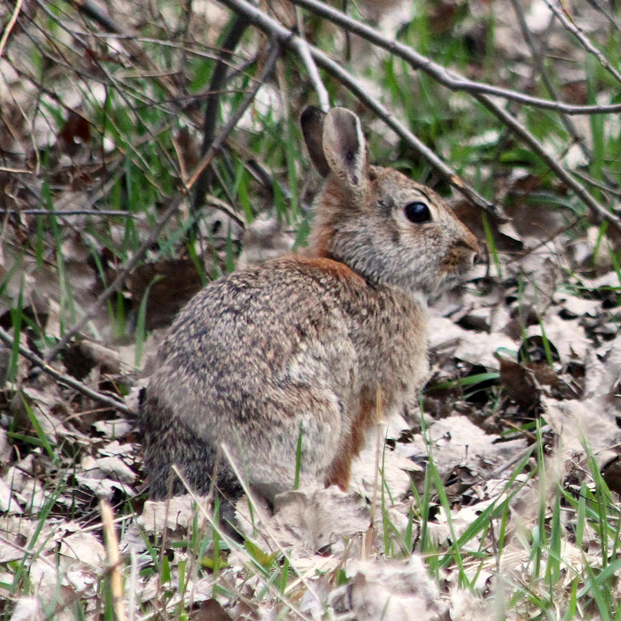 Cottontail Rabbit Photograph by Mark J Seefeldt