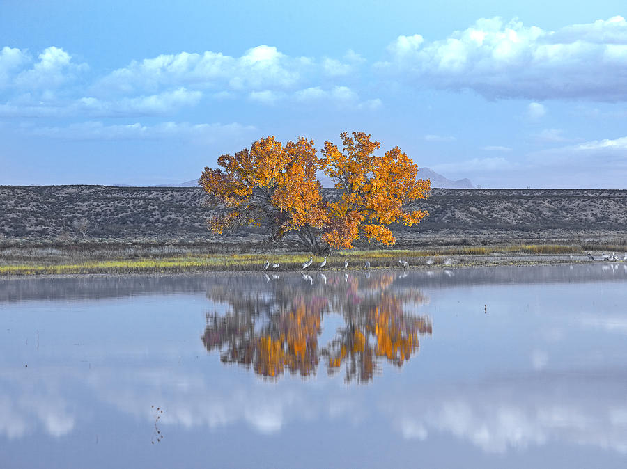 Cottonwood And Cranes Autumn Foliage Photograph by Tim Fitzharris