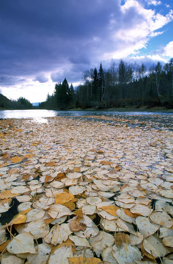 Cottonwood Leaves On Peace River Photograph by David Nunuk