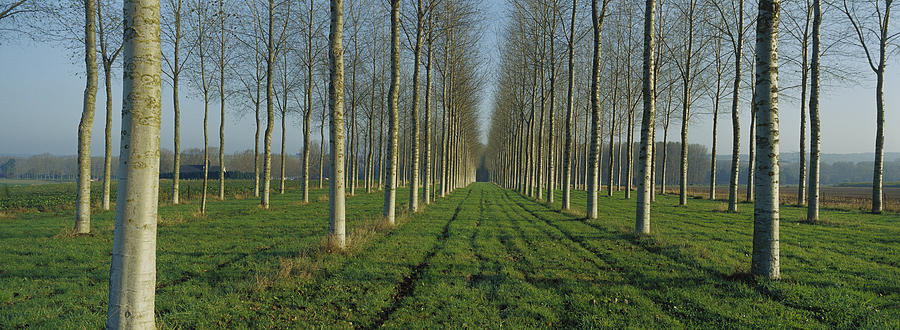 Cottonwood Populus Sp Plantation, France Photograph by Cyril Ruoso