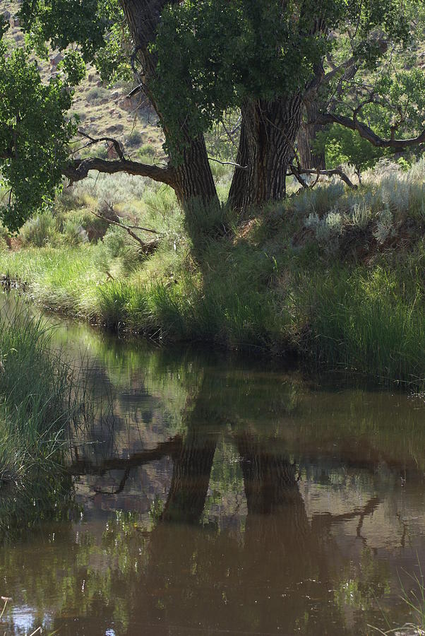Cottonwood Reflections Photograph by Jerry Cahill
