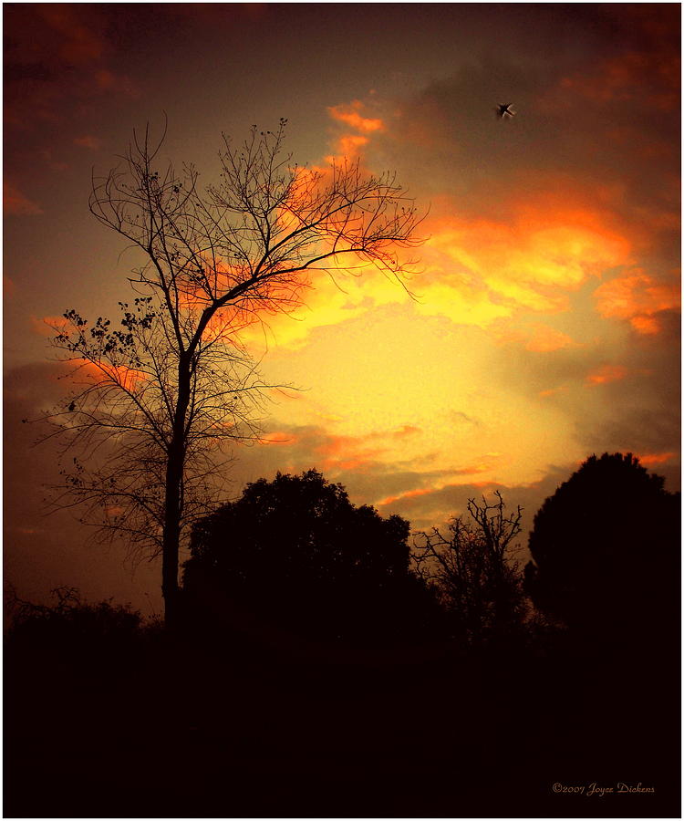 Cottonwood Sunset Photograph by Joyce Dickens