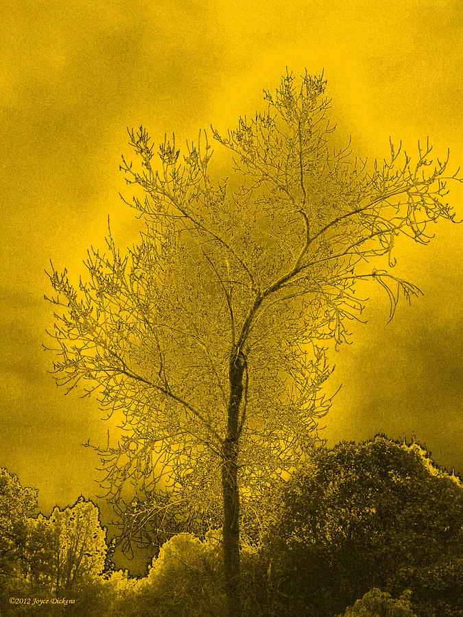 Cottonwood Tree April 2012 In Gold Photograph by Joyce Dickens