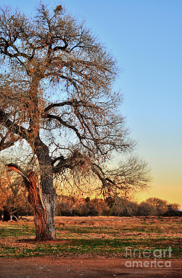 Cottonwood Tree Photograph by Donna Greene