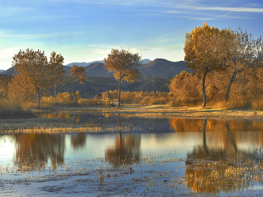 Cottonwood Trees And Willows Fall Photograph by Tim Fitzharris