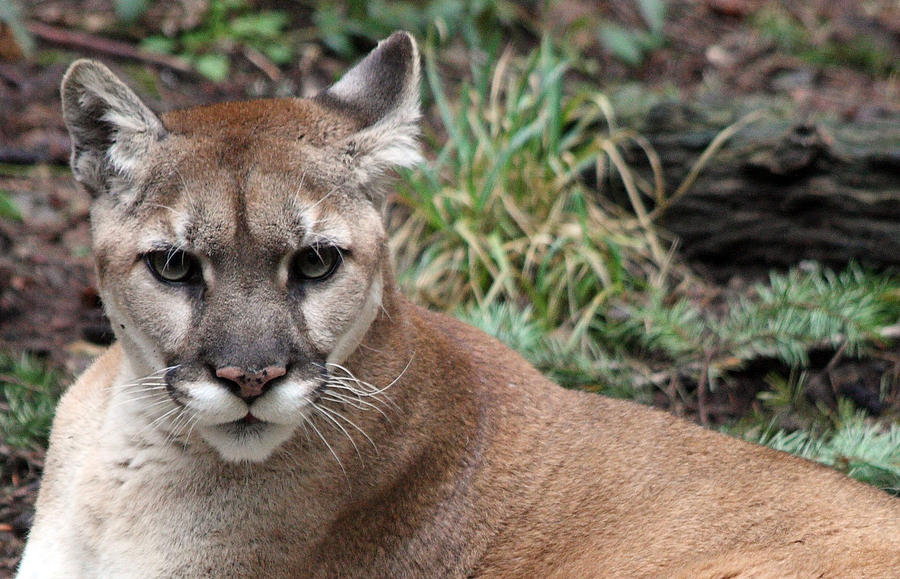 Cougar - 0007 Photograph by S and S Photo | Fine Art America