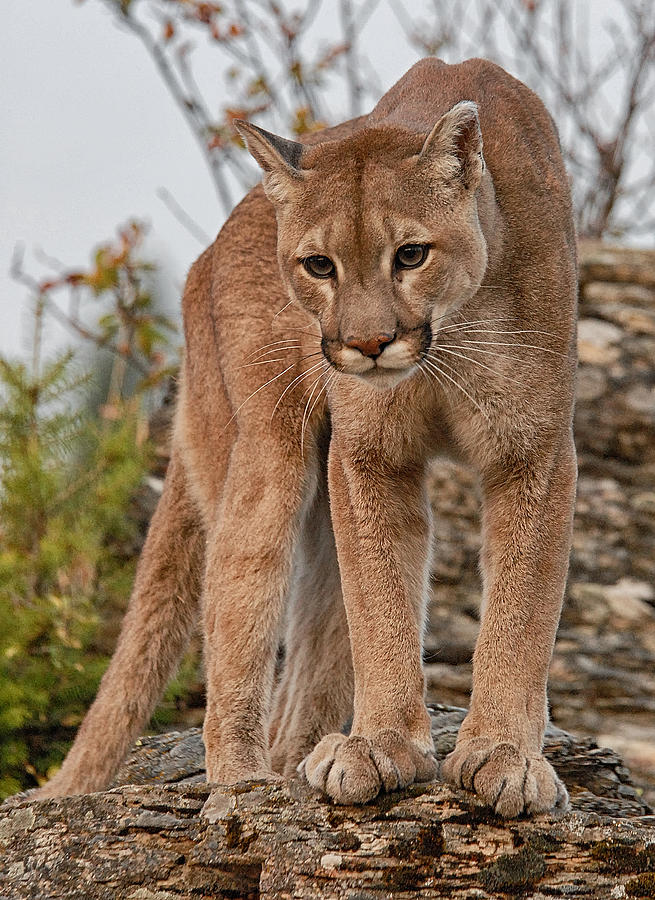 Cougar 1 Photograph by Wade Aiken