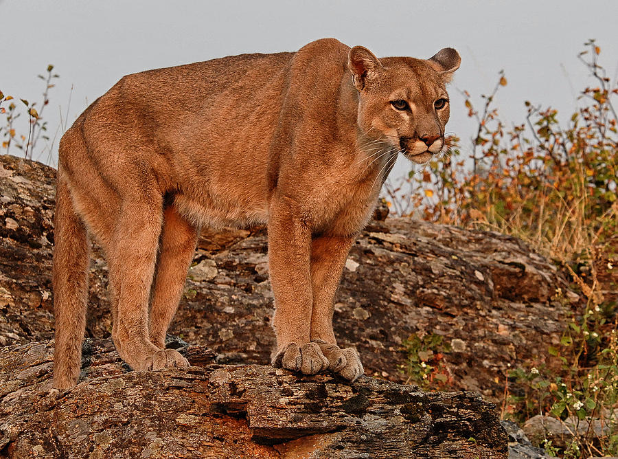 Cougar 2 Photograph by Wade Aiken