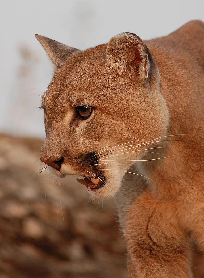 Cougar 3 Photograph by Wade Aiken