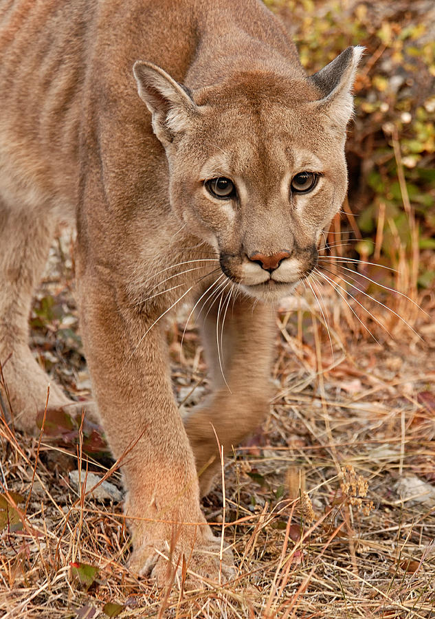 Cougar 4 Photograph by Wade Aiken