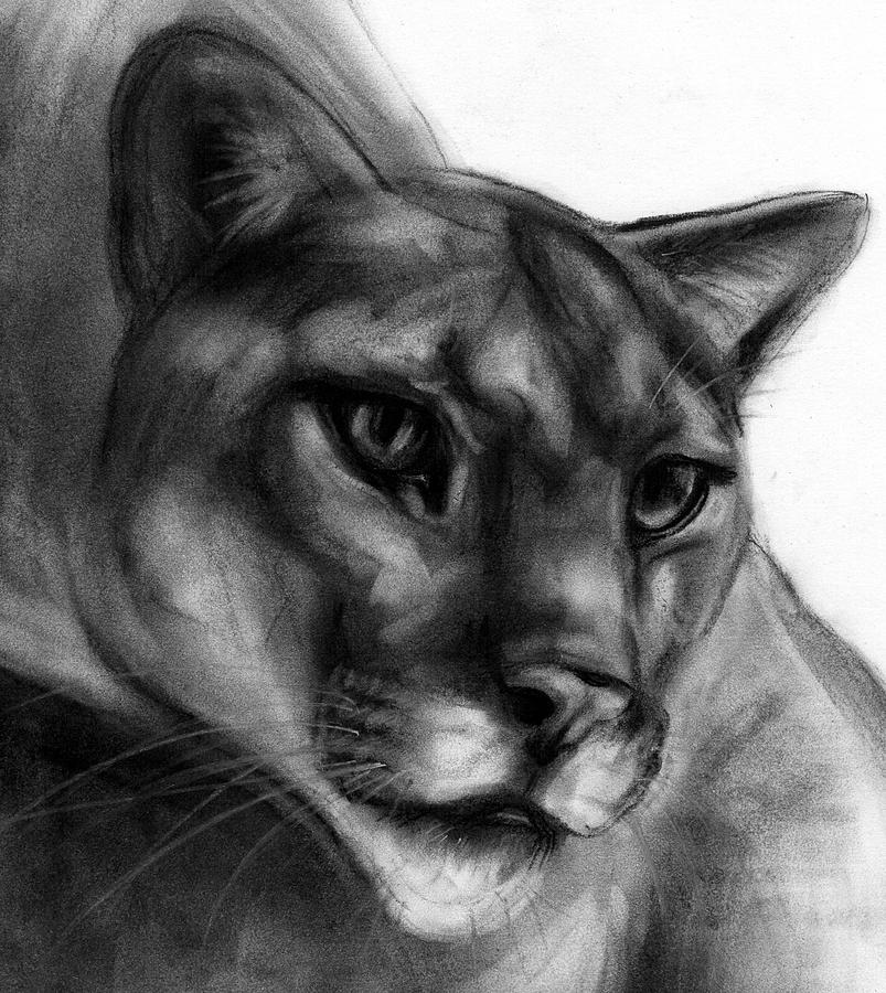 Cougar Drawing