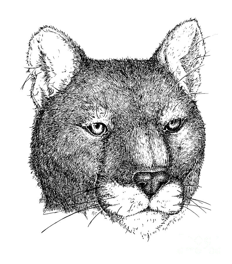 Cougar Drawing by Deanna Maxwell