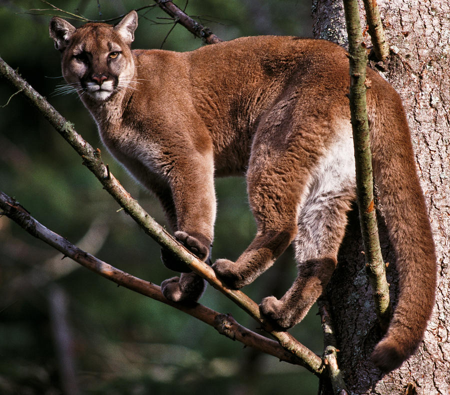 Animal Photograph - Cougar In Tree by Tim Rayburn