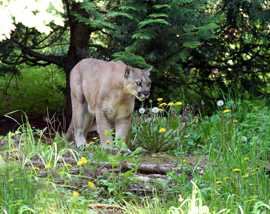 Cougar Lurking Photograph by Wendi Curtis