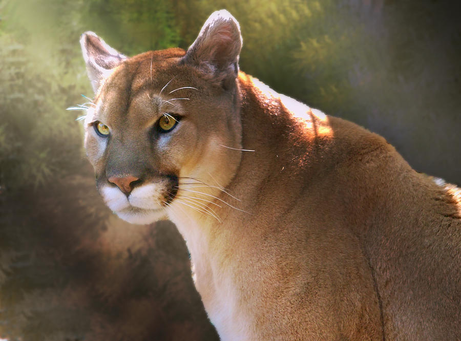 Cougar Digital Art by Mary Almond