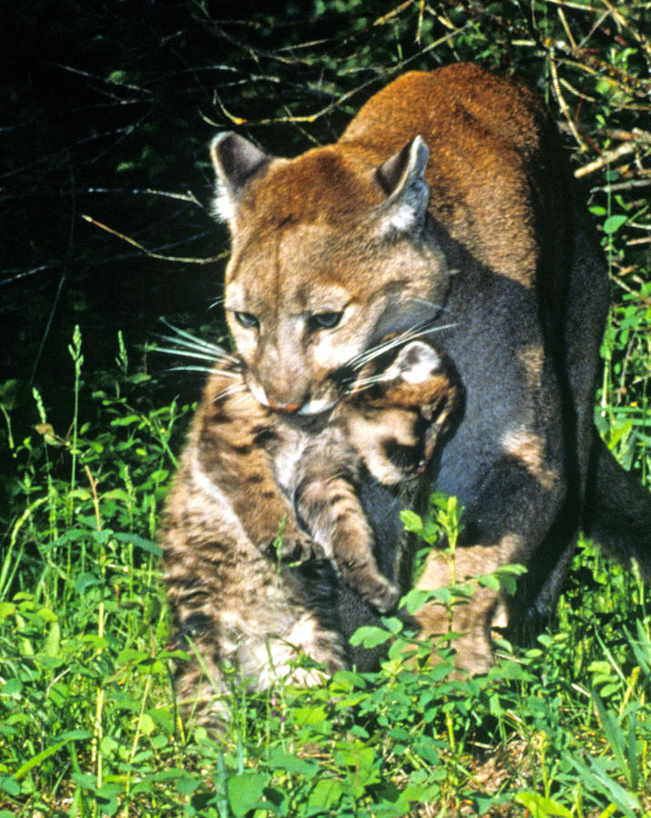 Cougar Mom