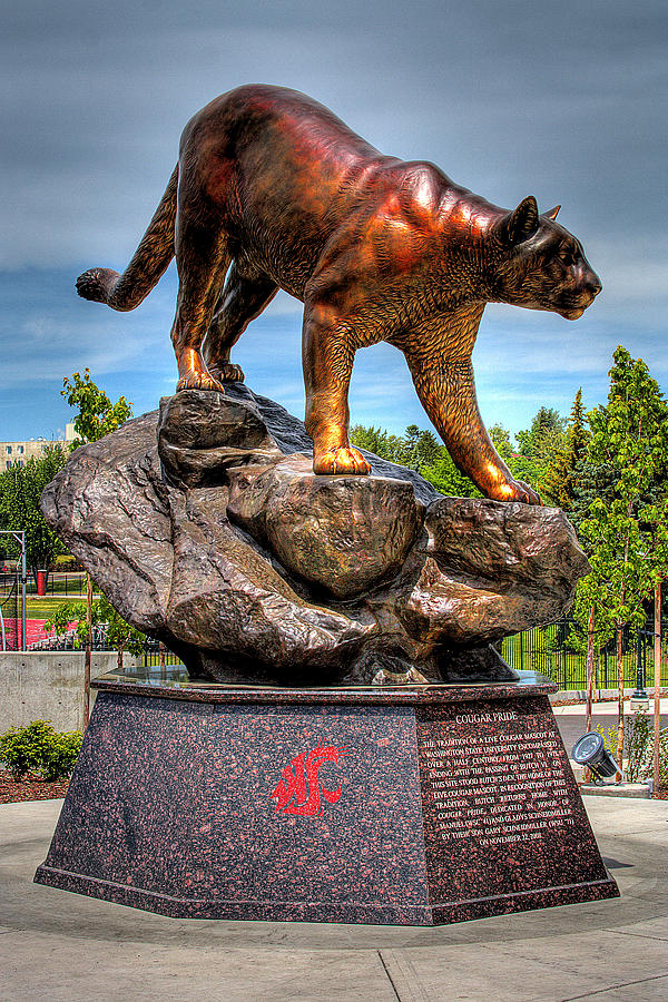 Washington State University Photograph - Cougar Pride II by David Patterson