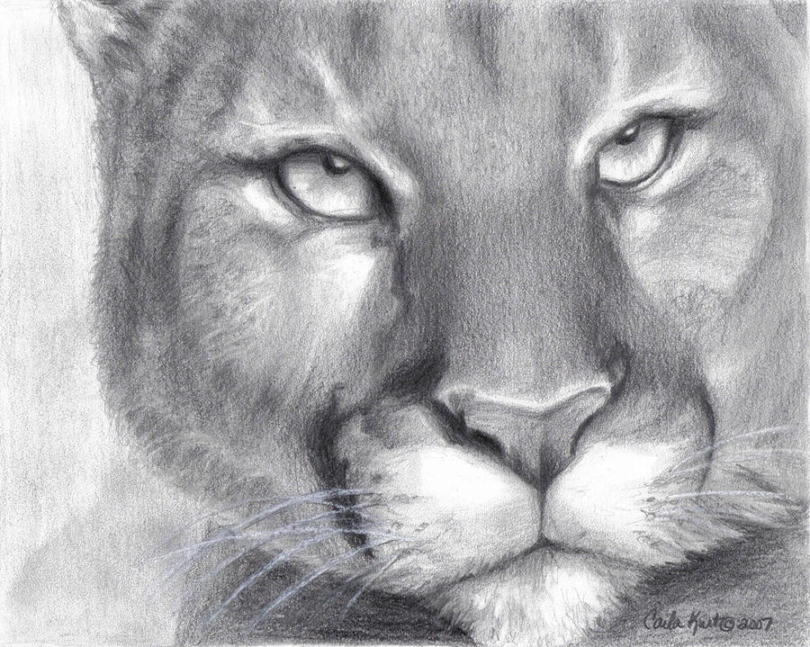 Cougar Spirit by Carla Kurt