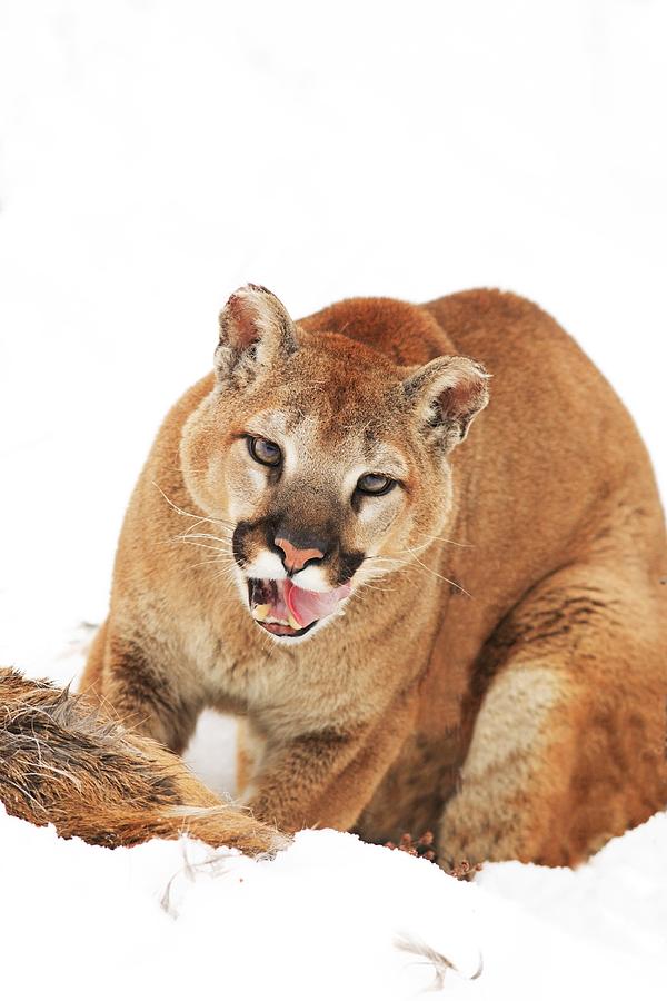 Cougar With Prey Photograph By Richard Wear 