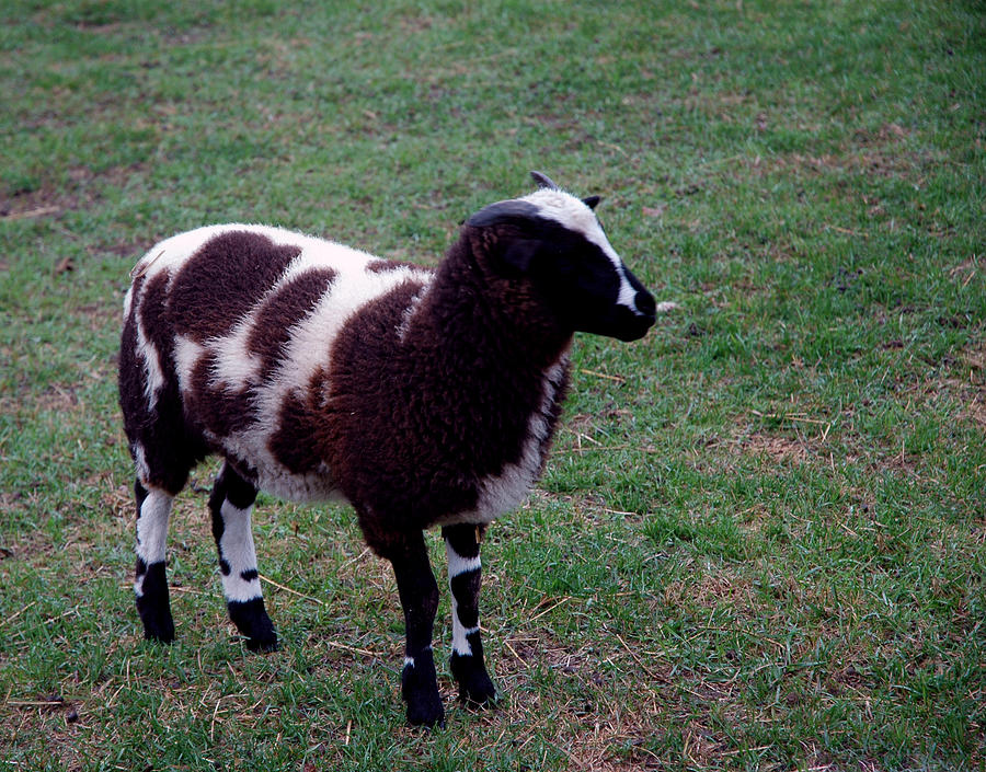 City Photograph - Counting Sheep Number 1 by LeeAnn McLaneGoetz McLaneGoetzStudioLLCcom